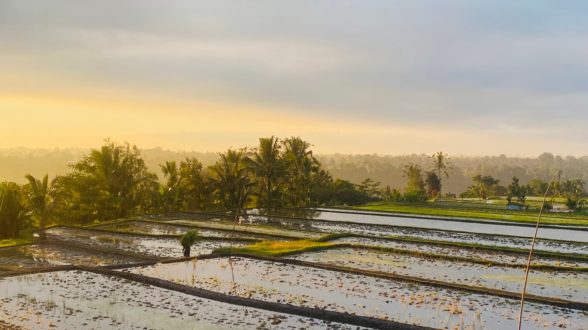 Sunrise over the flooded rice paddies of Mengesta