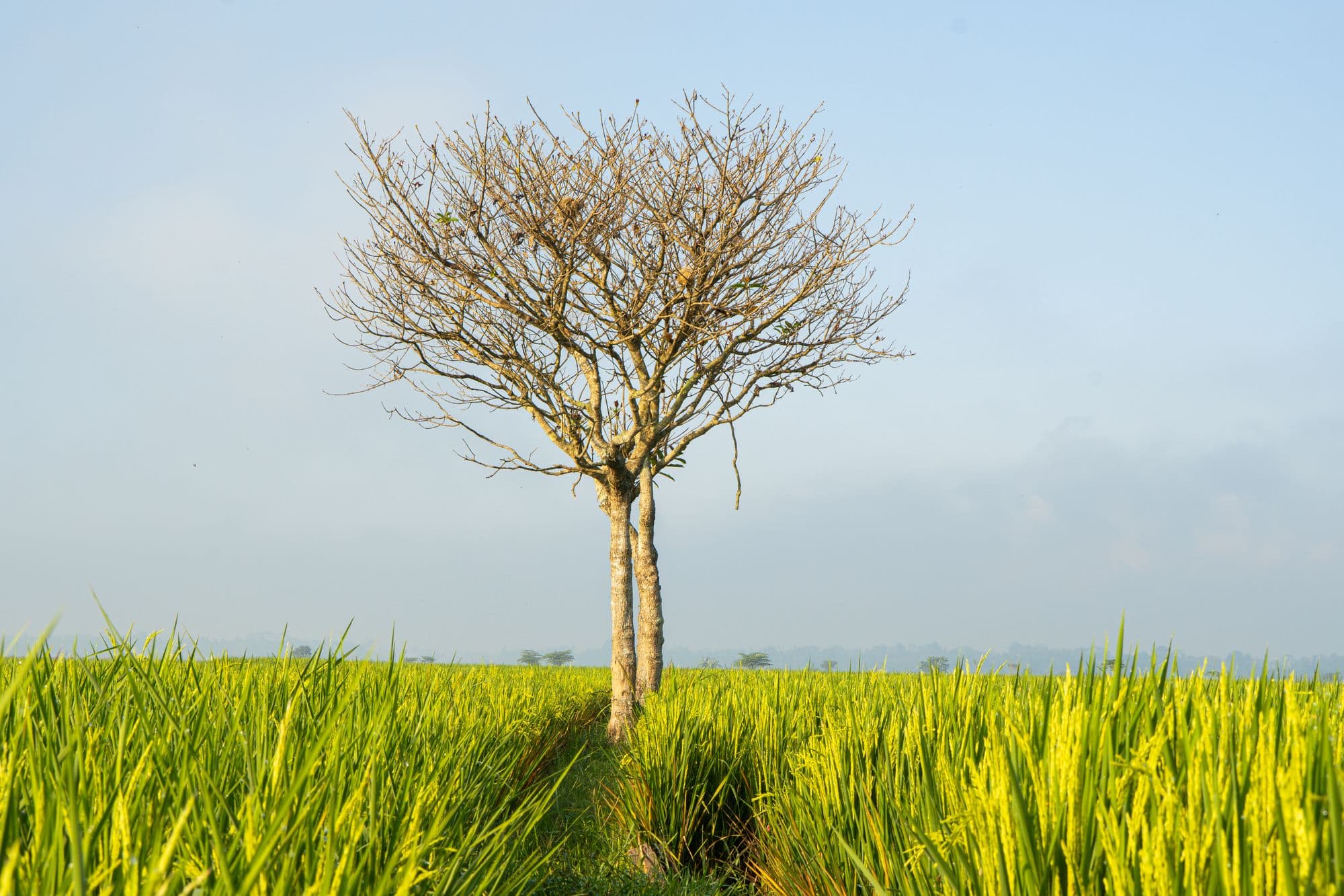 Lone tree standing in the rice fields