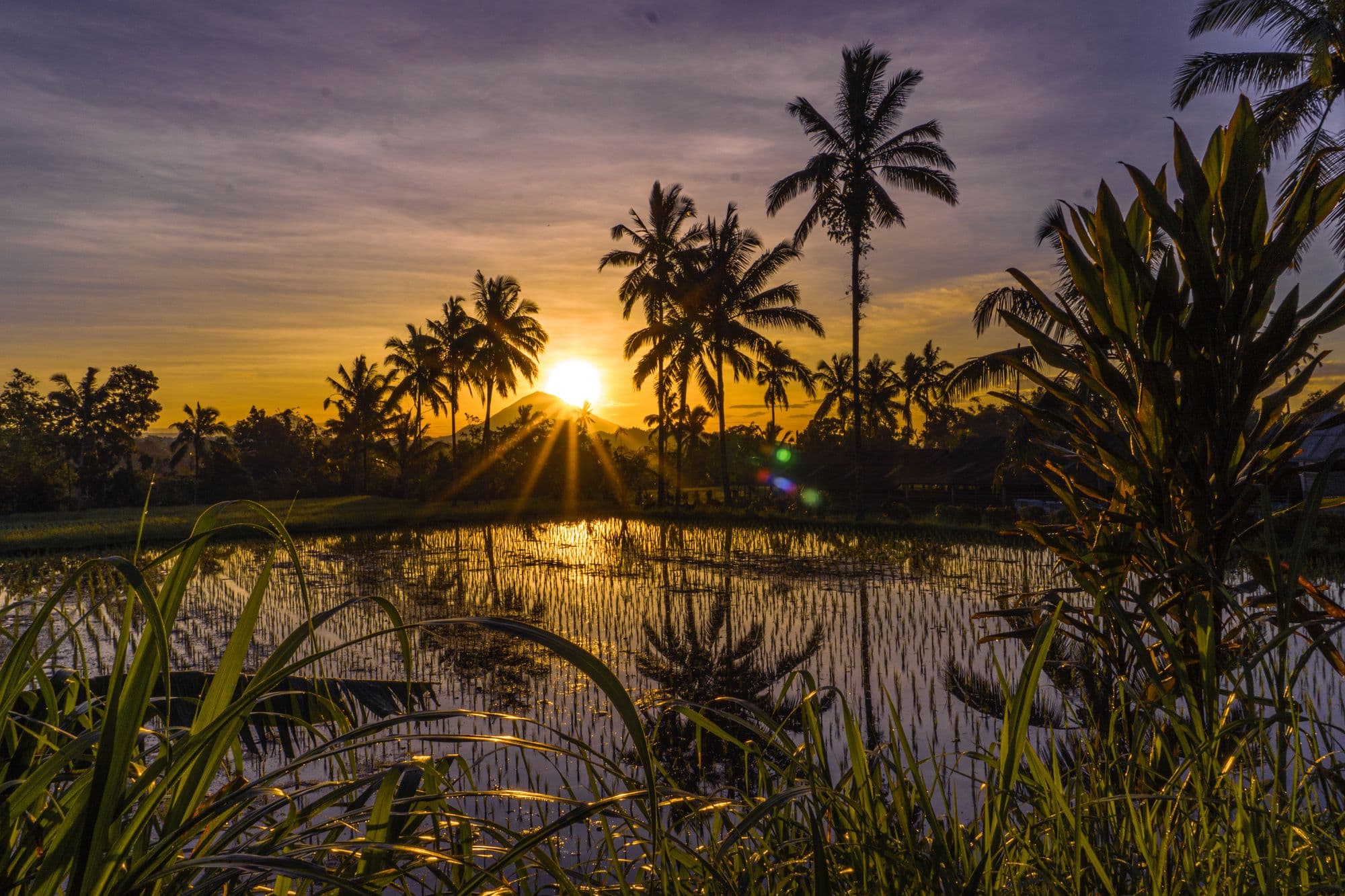 Sunset over the flooded rice paddies