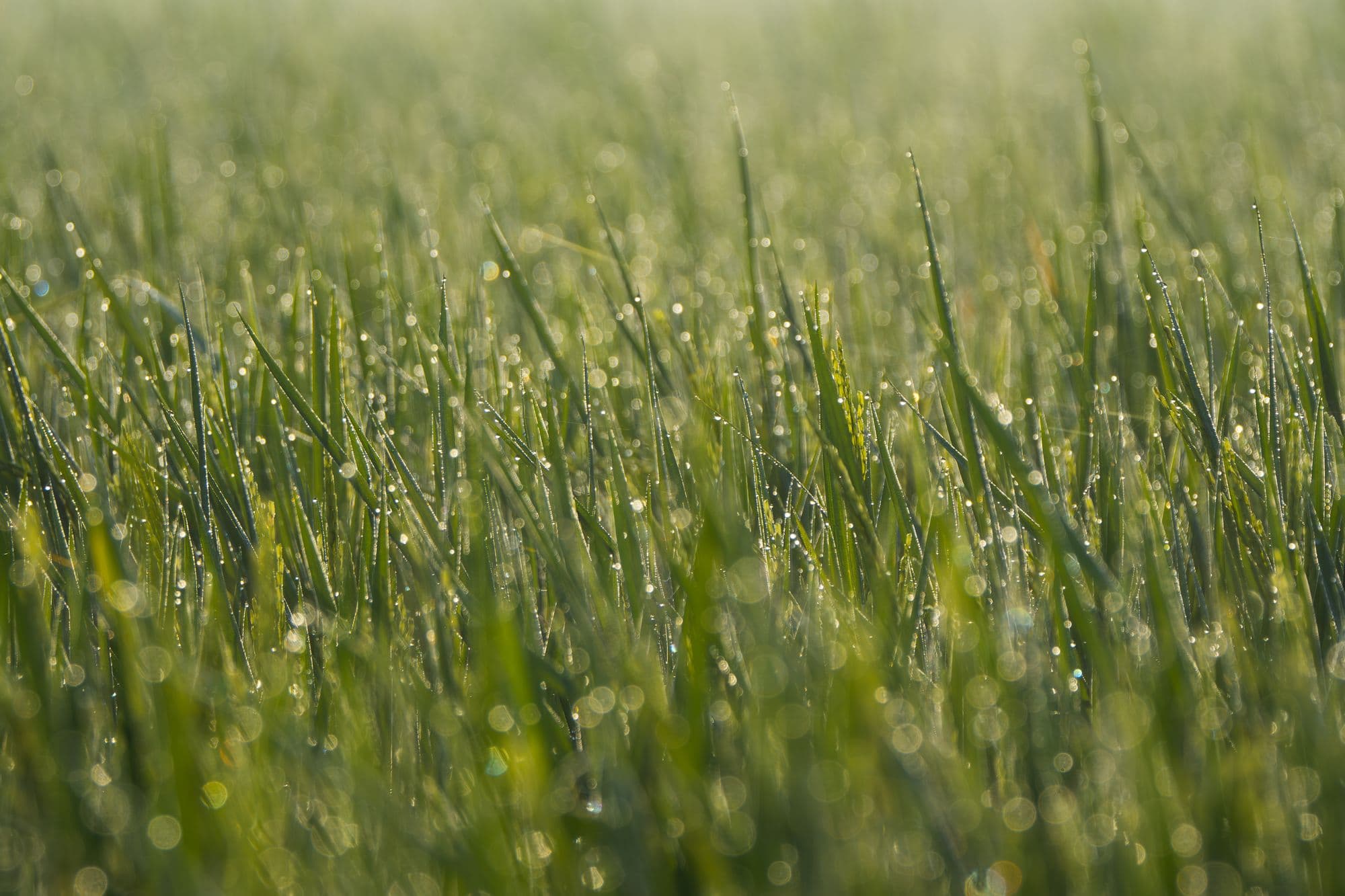 Dew on young rice stalks